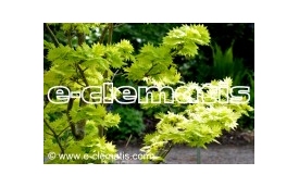 E-CLEMATIS