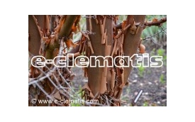 E-CLEMATIS