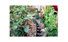ArPlant