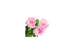 Dzialkowiec.com