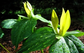 P.W. Cleome